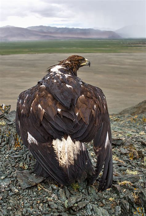what is the physical sign of an eagle hunting|What Is The Physical Sign Of An Eagle Hunting .